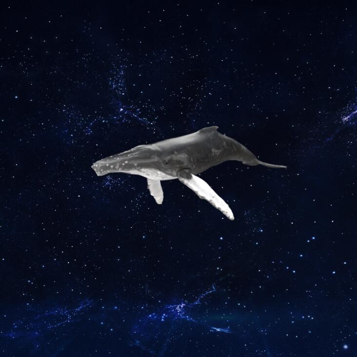 座头鲸模型3D模型下载【glb格式】
