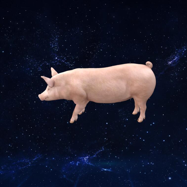 猪模型3D下载【glb格式】